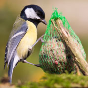 Distribuidor de bola de gordura para Pássaros